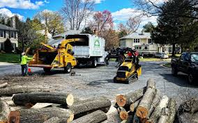 Best Storm Damage Tree Cleanup  in Big Bear Lake, CA