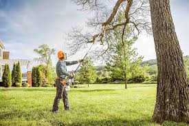 Best Tree and Shrub Care  in Big Bear Lake, CA