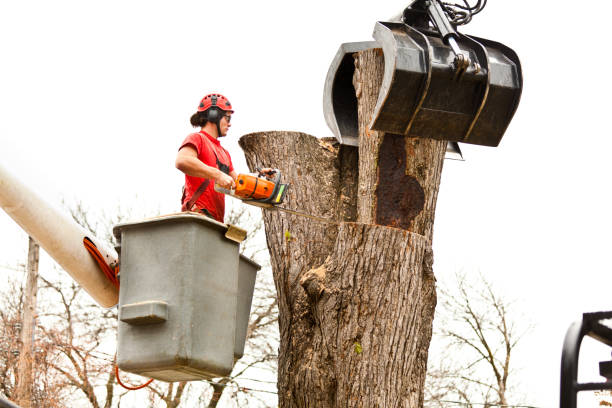 Best Leaf Removal  in Big Bear Lake, CA